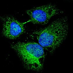 Goat anti-Rabbit IgG (H+L) Highly Cross-Adsorbed Secondary Antibody, Alexa